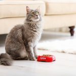 Comment nourrir un chat adulte ?