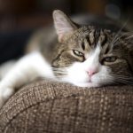 5 signes que votre chat est malade