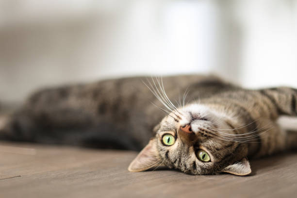 Comprendre les allergies chez les chats : causes, symptômes et traitements