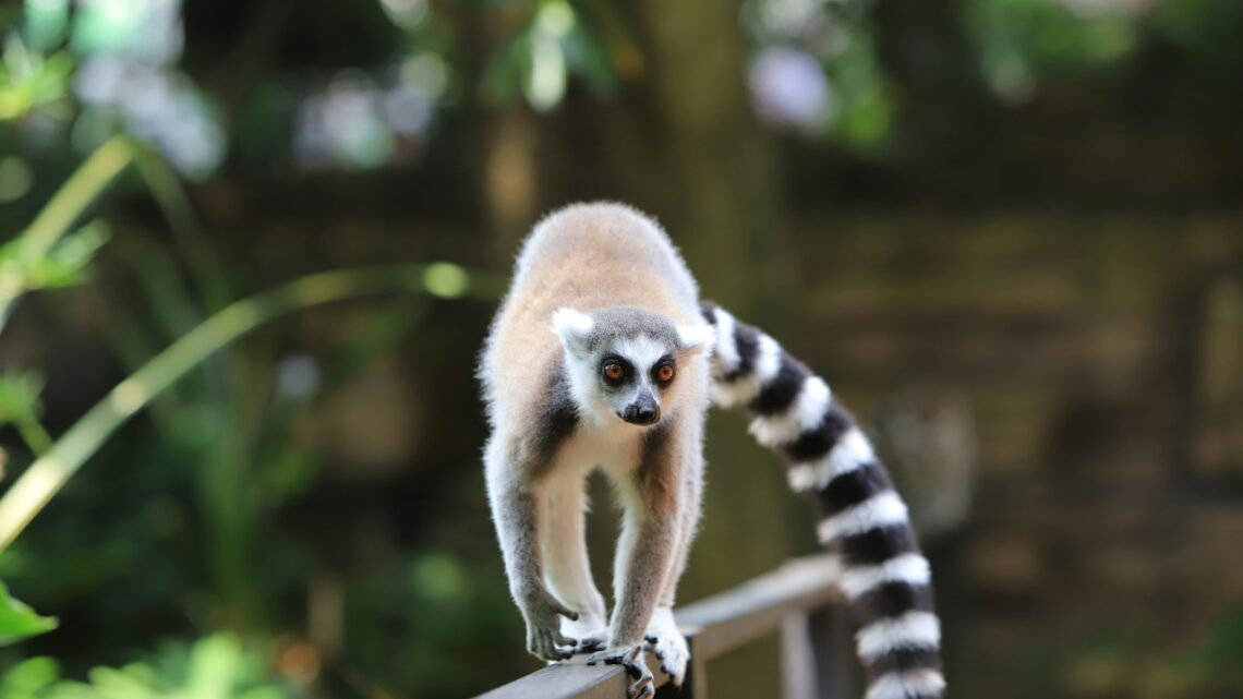Quels sont les meilleurs lieux à voir à Madagascar ?