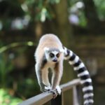 lémurien sur une balustrade à Madagascar