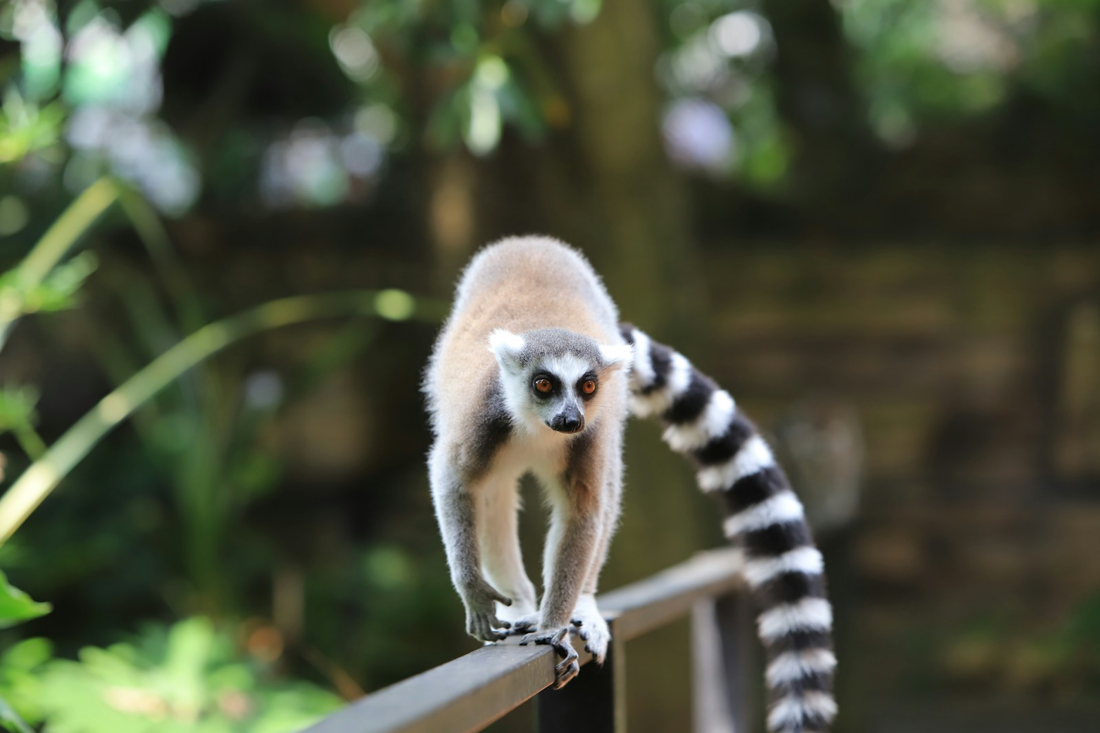 lémurien sur une balustrade à Madagascar