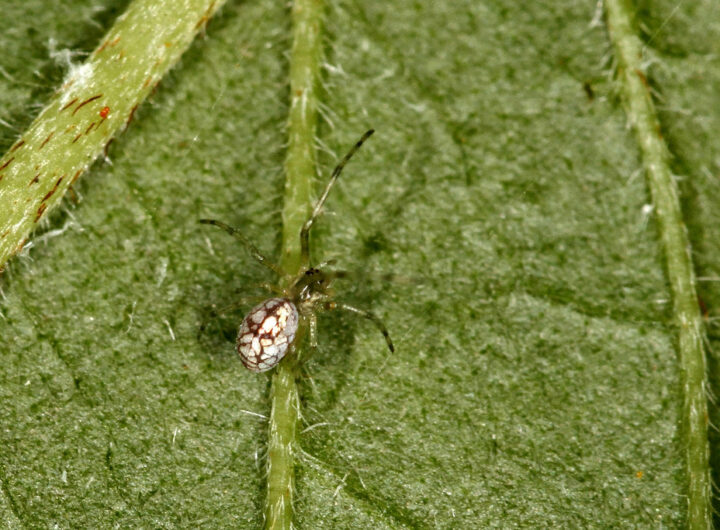 theridiosoma