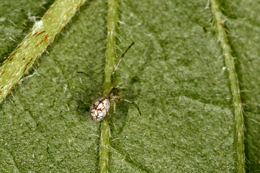 theridiosoma