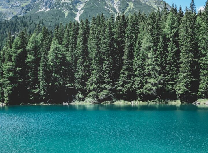 homme regardant à travers un lac avec des pins sous un ciel bleu