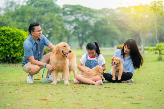 Le golden retriever