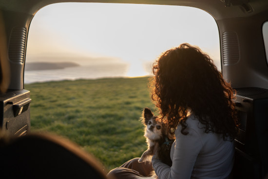 Transport en voiture aven son chien