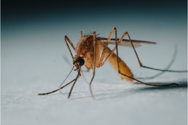 La dengue