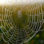 SEO : règles essentielles pour réussir sa stratégie de cocon sémantique