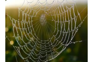 SEO : règles essentielles pour réussir sa stratégie de cocon sémantique