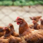 Préservez la santé animale grâce aux bonnes vitamines