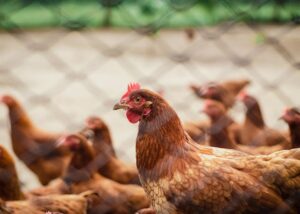 Préservez la santé animale grâce aux bonnes vitamines